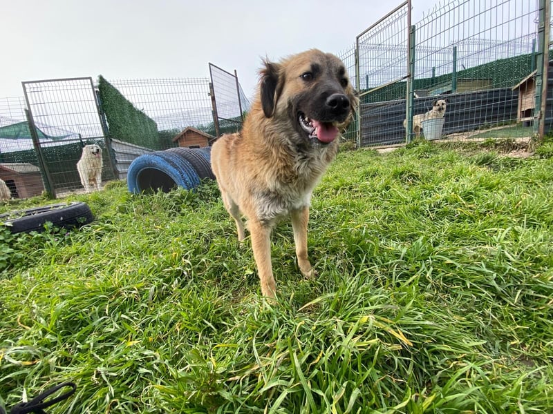 Jacky - ein schüchternes Hundemädchen sucht Geborgenheit