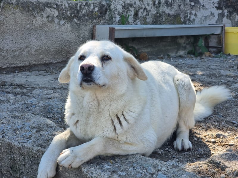 (D)ein Traum in weiß: Vice sucht sein Happy End!