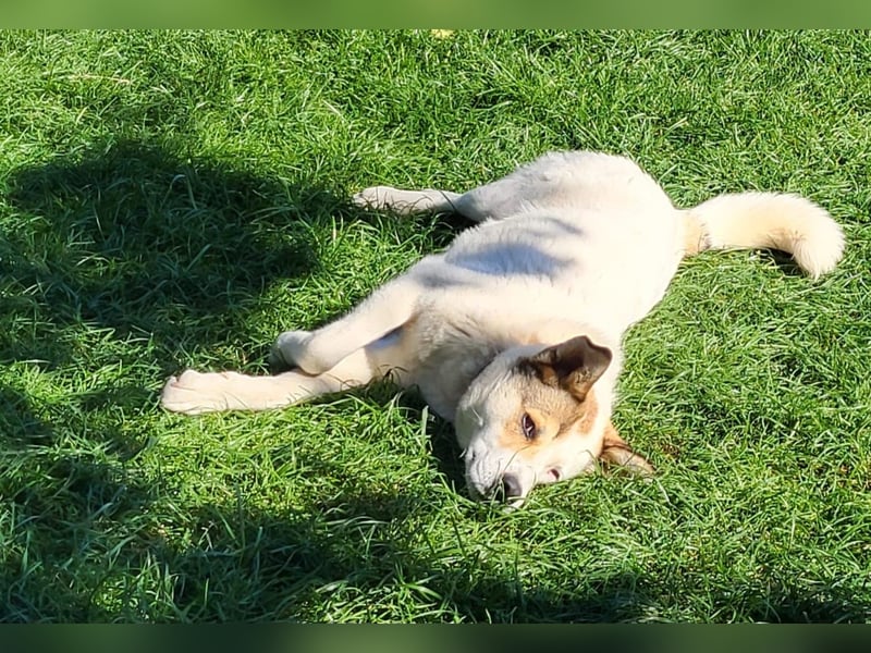 Lucy – sportliche Charakterhündin sucht erfahrenes Zuhause