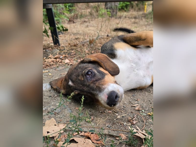 Freya- kleines Herz sucht sein Zuhause
