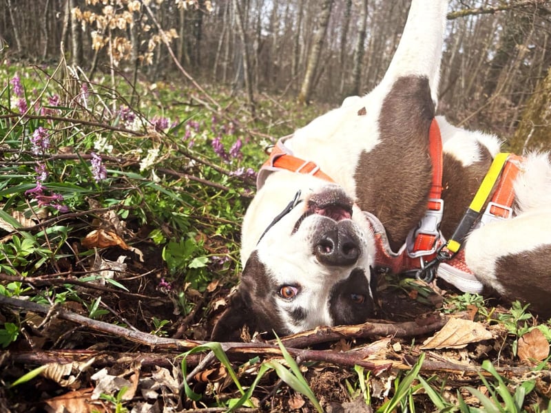 Oca – treue Schmusehündin mit großem Herzen
