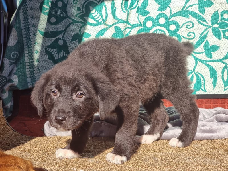 Ash sucht seine Menschen