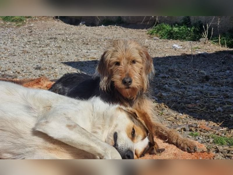 Toffee – Lebhafte Hundedame sucht ein Zuhause, das ihr gerecht wird!