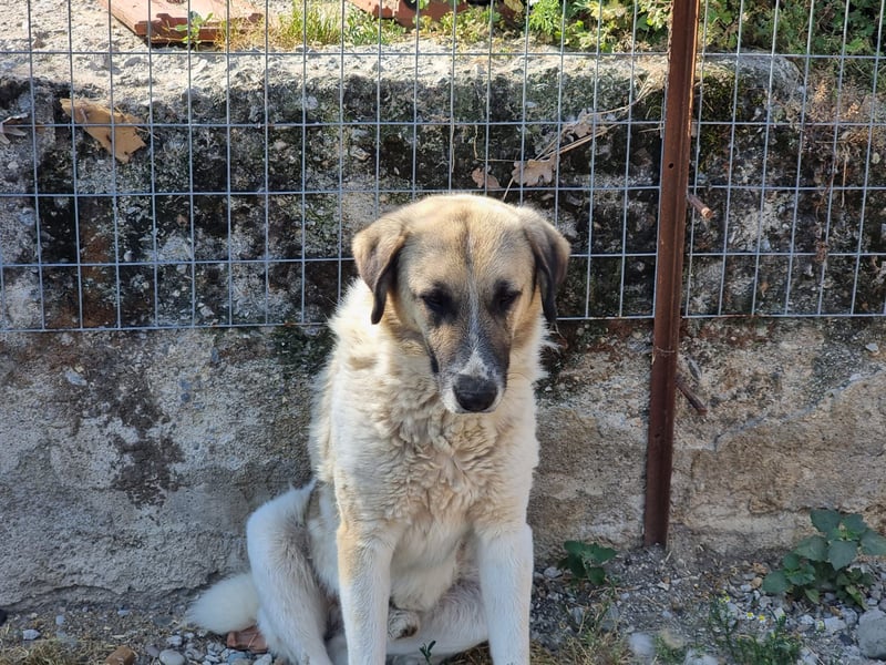 Buck- loyaler Bub wartet auf Dich!