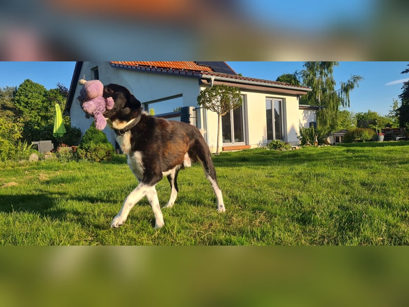 Samu -  Lustiger Jungspunt sucht sein Für-immer-Zuhause