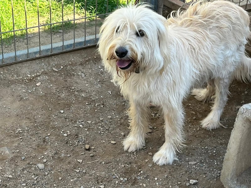 Angel - unser Engel sucht ihr Glück