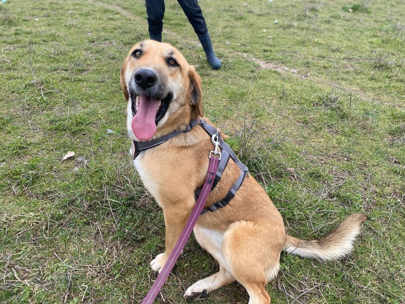 Eda- verspielte Riesin