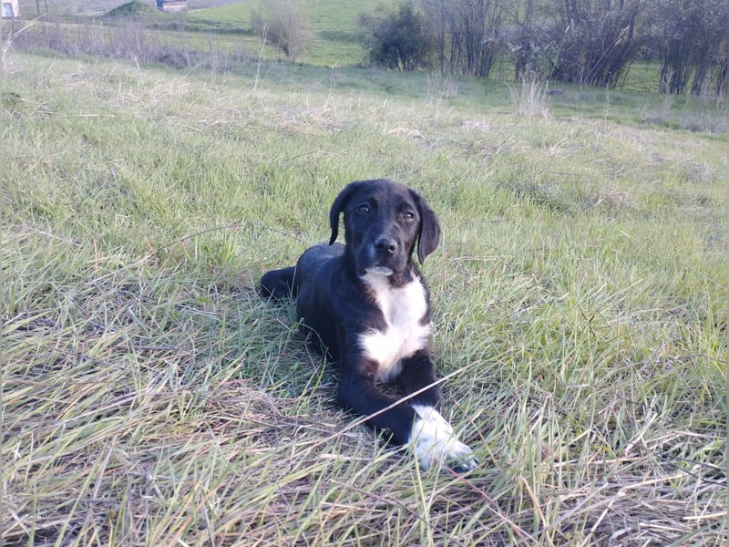 Aramis - ein sanfter kleiner Held auf vier Pfoten