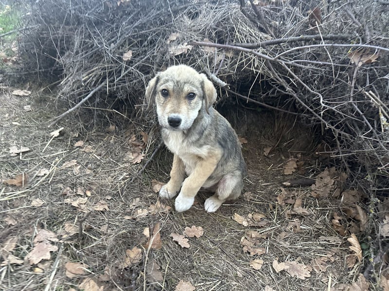 Bo – der fröhliche Begleiter mit Herz und Köpfchen