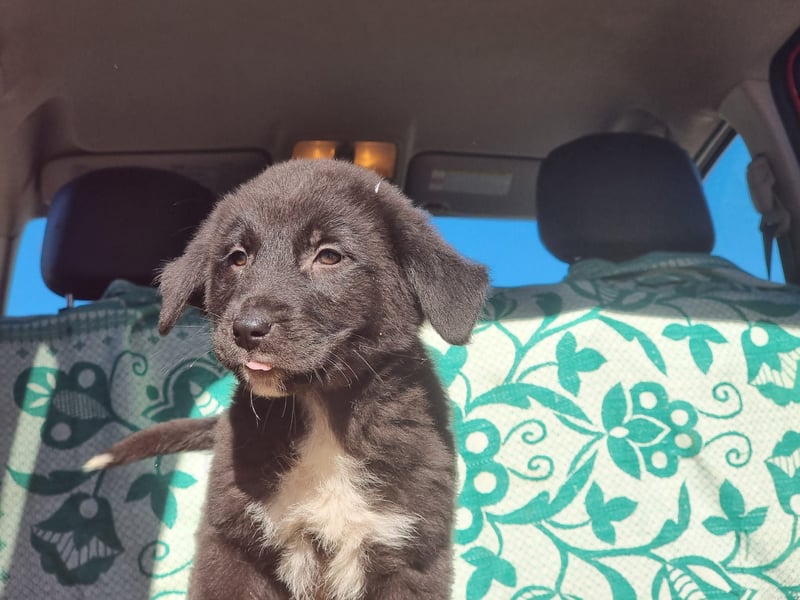 Ash sucht seine Menschen