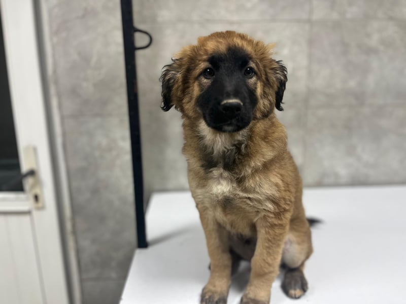 Jacky - ein schüchternes Hundemädchen sucht Geborgenheit