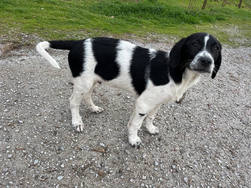 Porthos - ein fröhlicher kleiner Sonnenschein