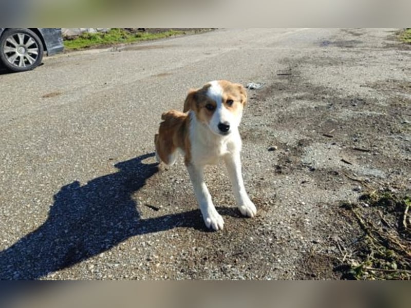 Nelly – ein kleiner Schatz auf der Suche nach Liebe