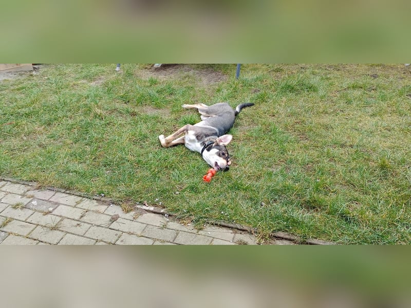 Monti – Unser verschmuster Jungspund sucht ein liebevolles Zuhause!