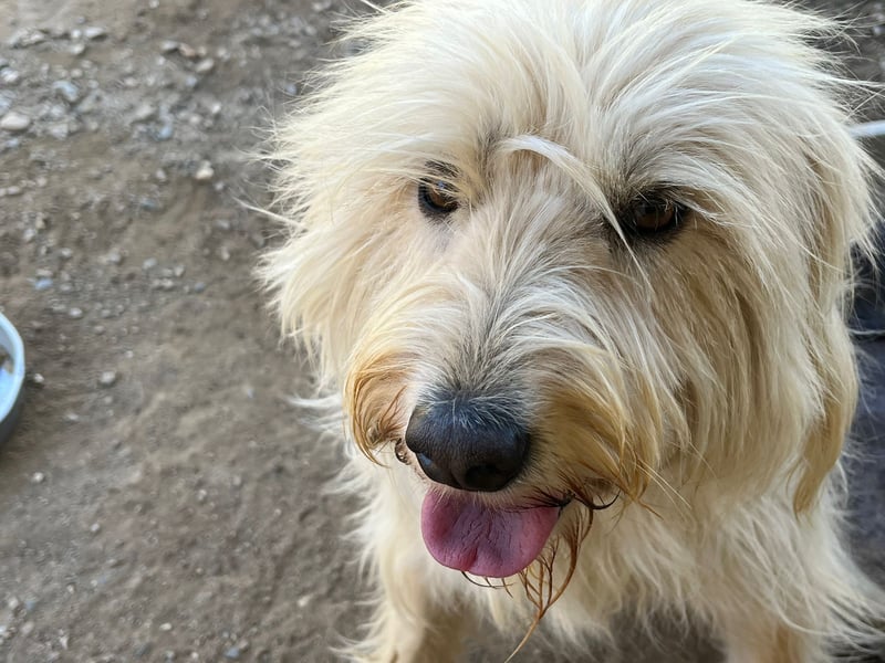 Angel - unser Engel sucht ihr Glück