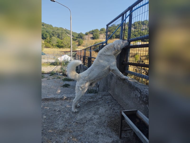 (D)ein Traum in weiß: Vice sucht sein Happy End!