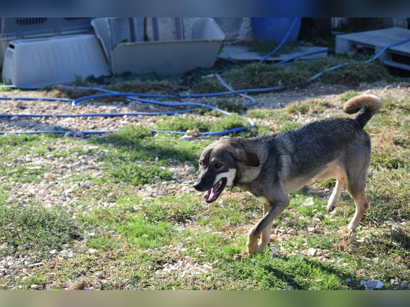 Aira – Sonnenschein auf vier Pfoten sucht ihr Glück