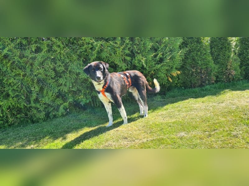 Samu sucht seine Chance – vielleicht bei dir