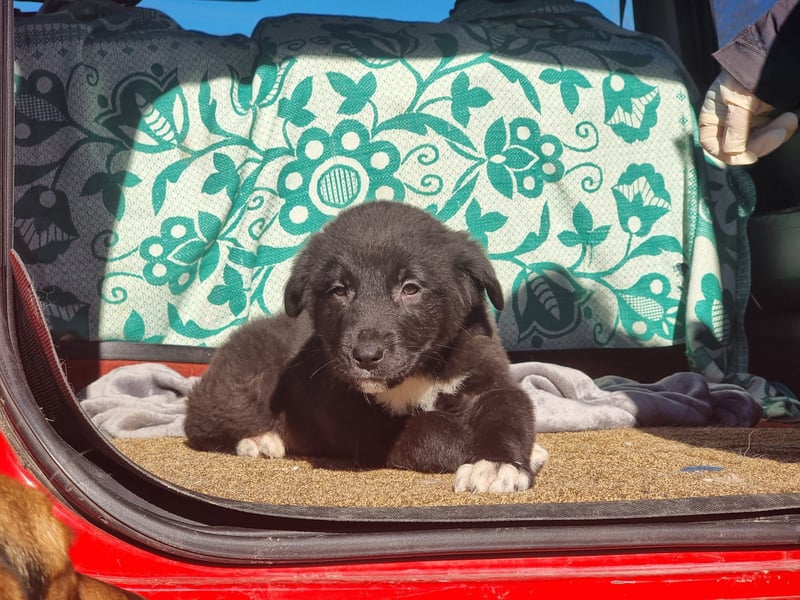 Ash sucht seine Menschen