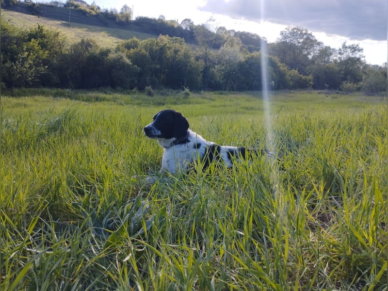 Porthos - ein fröhlicher kleiner Sonnenschein