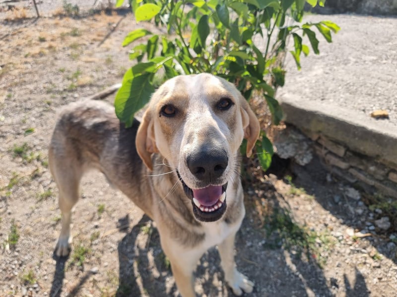 Paddy – junger Schatz sucht sein Für-Immer-Zuhause!