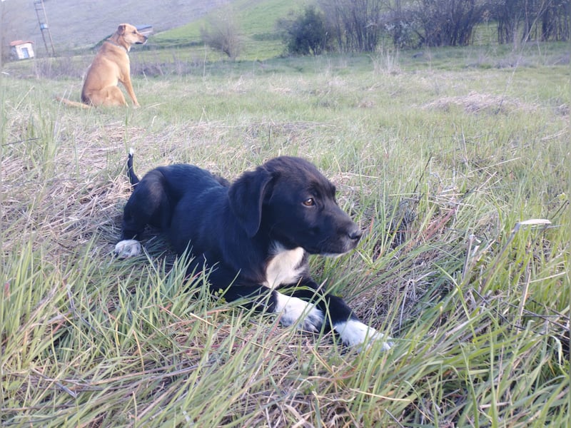 Aramis - ein sanfter kleiner Held auf vier Pfoten