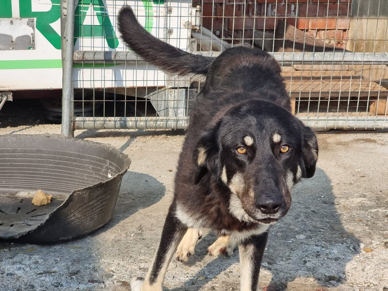 Leo – ein Herz auf vier Pfoten sucht seine Menschen