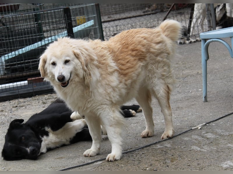 Sebezoula - seit Welpenalter im Shelter