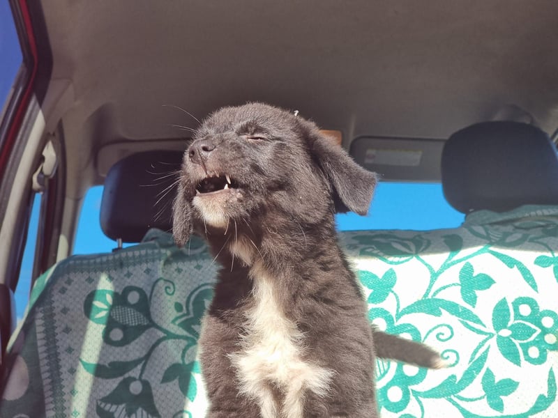 Ash sucht seine Menschen