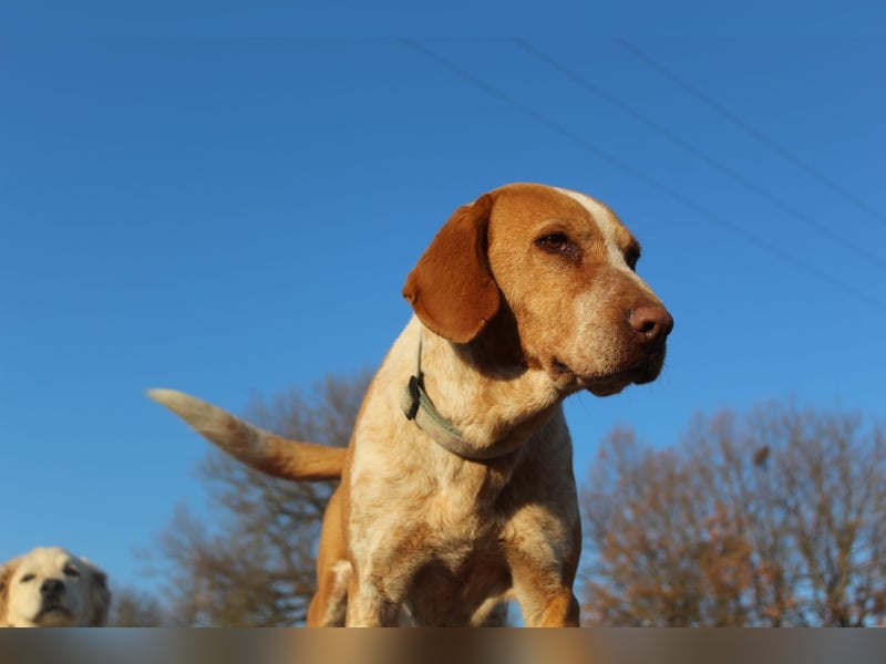 Latte  – Die sportliche Frohnatur mit Herz