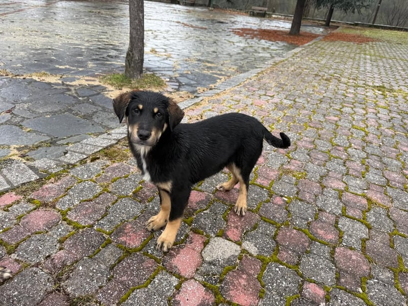 Cupcake – ein kleines Wunder mit großem Herzen