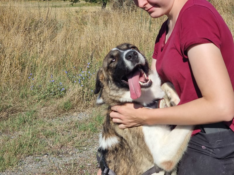 Eva - eine wunderschöne junge Hundedame sucht ihr Happy End