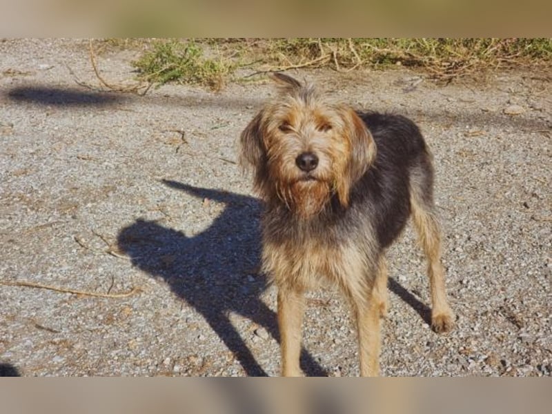 Toffee – Lebhafte Hundedame sucht ein Zuhause, das ihr gerecht wird!