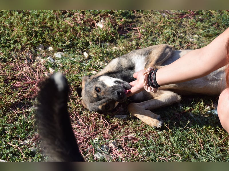 Aira – Sonnenschein auf vier Pfoten sucht ihr Glück