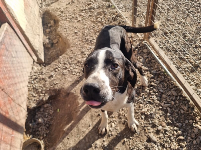 Neues Zuhause für Quinn - Ein Abenteuer wartet!