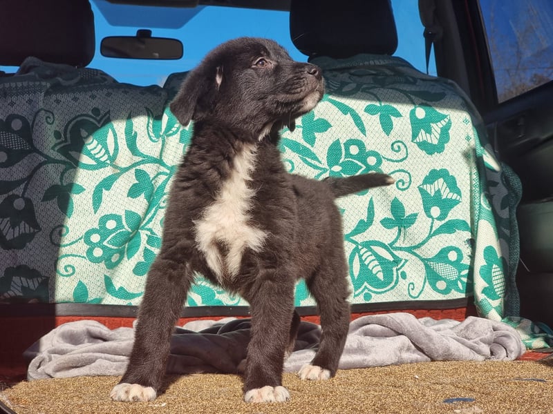 Ash sucht seine Menschen