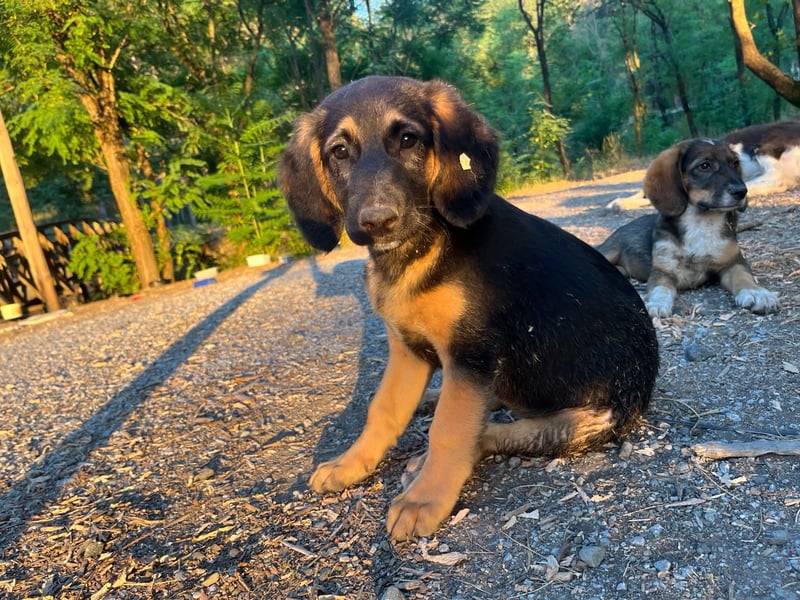 Frieda – bereit für den Start in ein glückliches Hundeleben