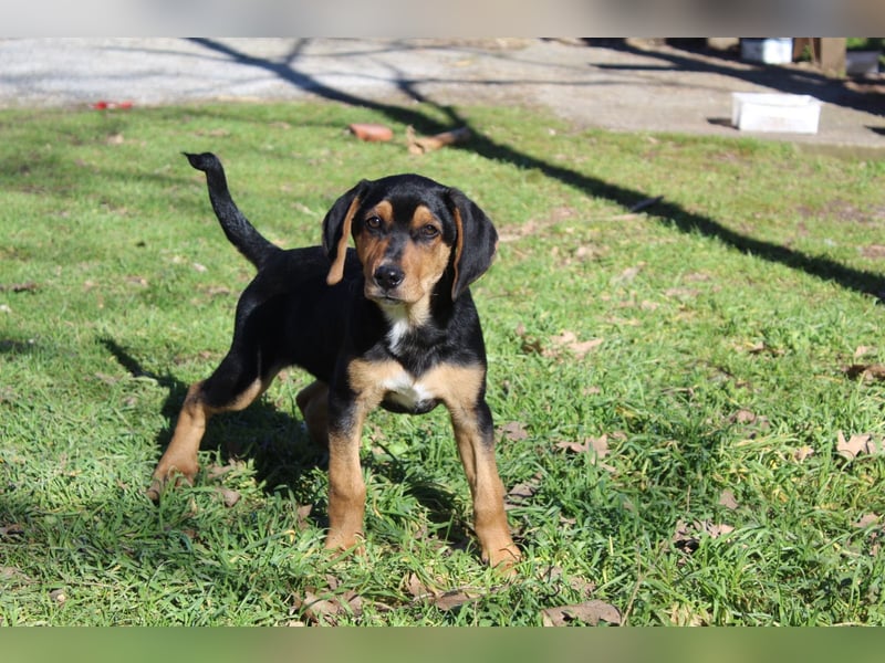 Cupcake – ein kleines Wunder mit großem Herzen
