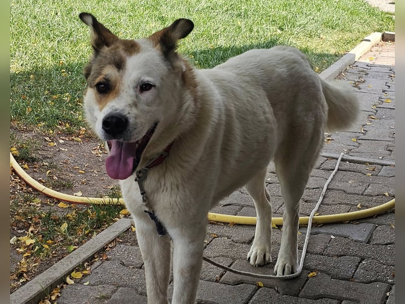 Lucy – sportliche Charakterhündin sucht erfahrenes Zuhause