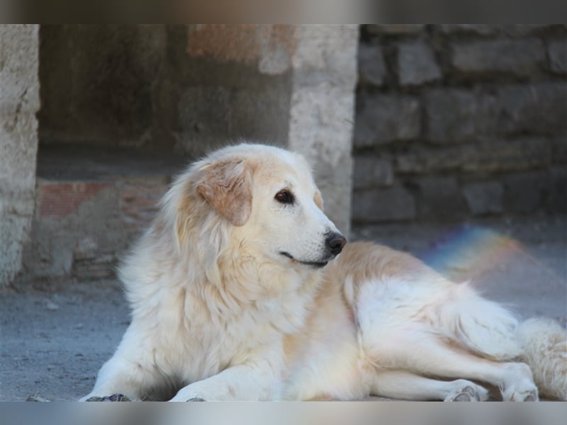 Sebezoula - seit Welpenalter im Shelter