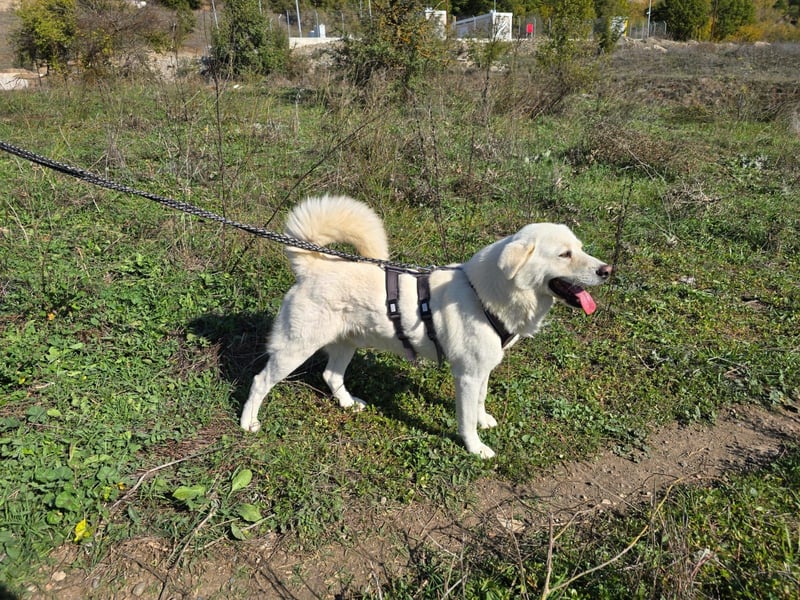 (D)ein Traum in weiß: Vice sucht sein Happy End!