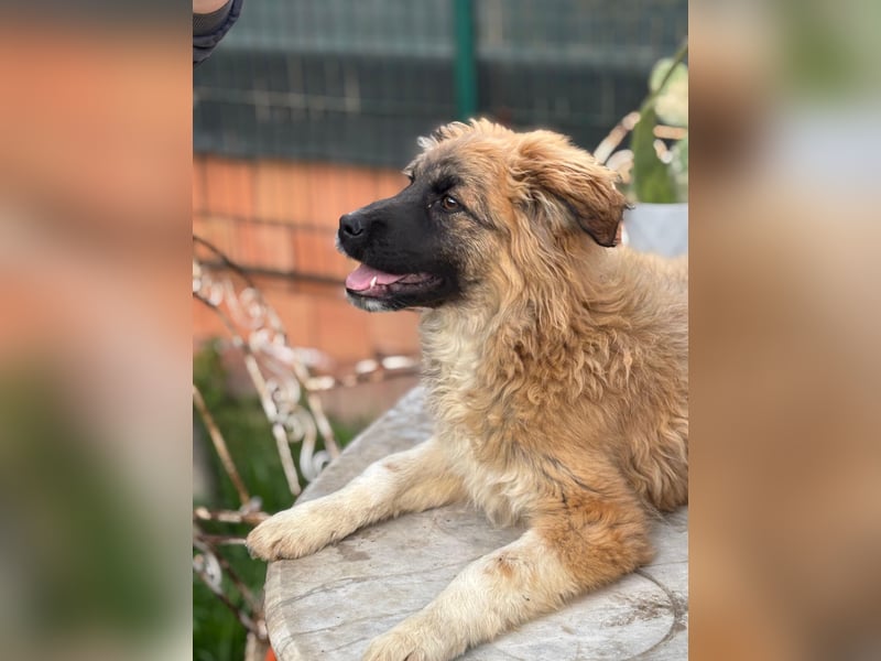 Sami - Ein verspielter Wirbelwind sucht sein Zuhause!