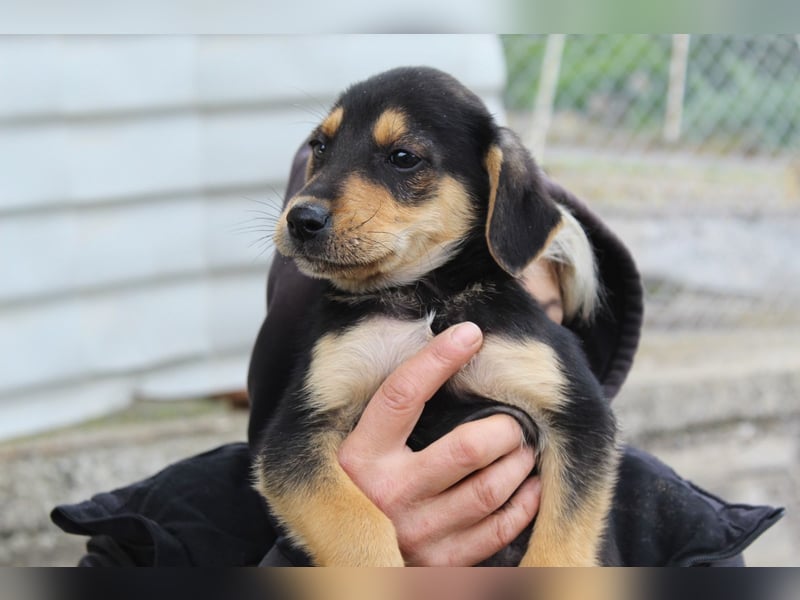 Sammy – kleiner Wirbelwind sucht sein Für-Immer-Zuhause