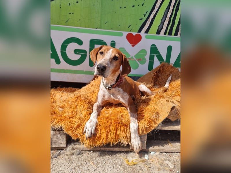 Carlo - ein wunderbarer Hund, der endlich gesehen werden möchte