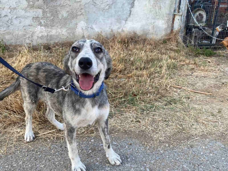 Babis - eine lebensfrohe Abenteurerin sucht ihr Zuhause