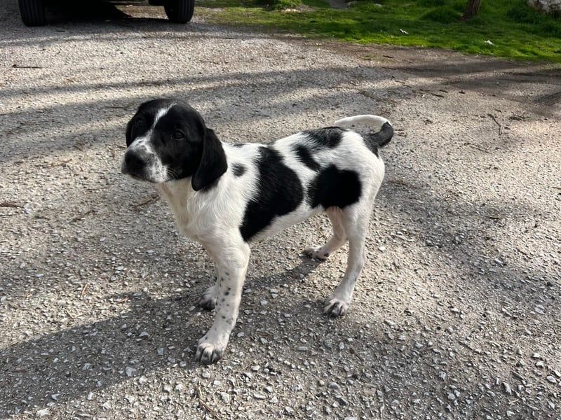 Porthos - ein fröhlicher kleiner Sonnenschein