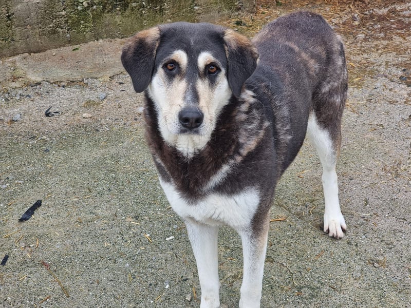 Trudi - eine liebevolle Husky-Mix-Dame mit einem sanften Wesen