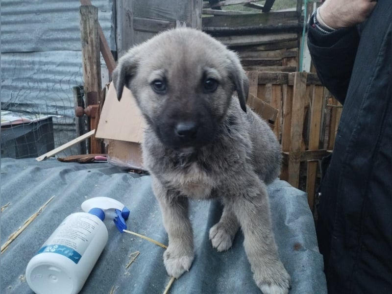 Nick sucht seinen Menschen