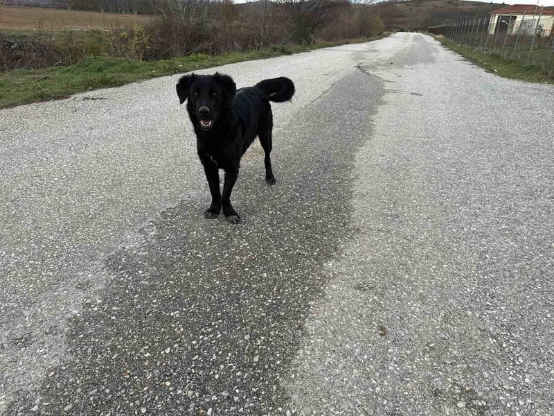 Arnie – Ein treuer Freund wartet auf sein Zuhause!