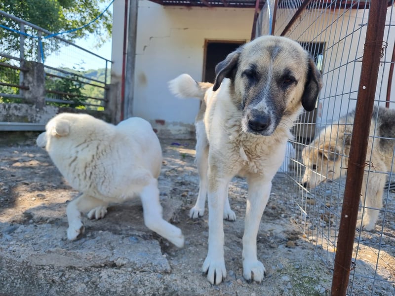 Buck- loyaler Bub wartet auf Dich!